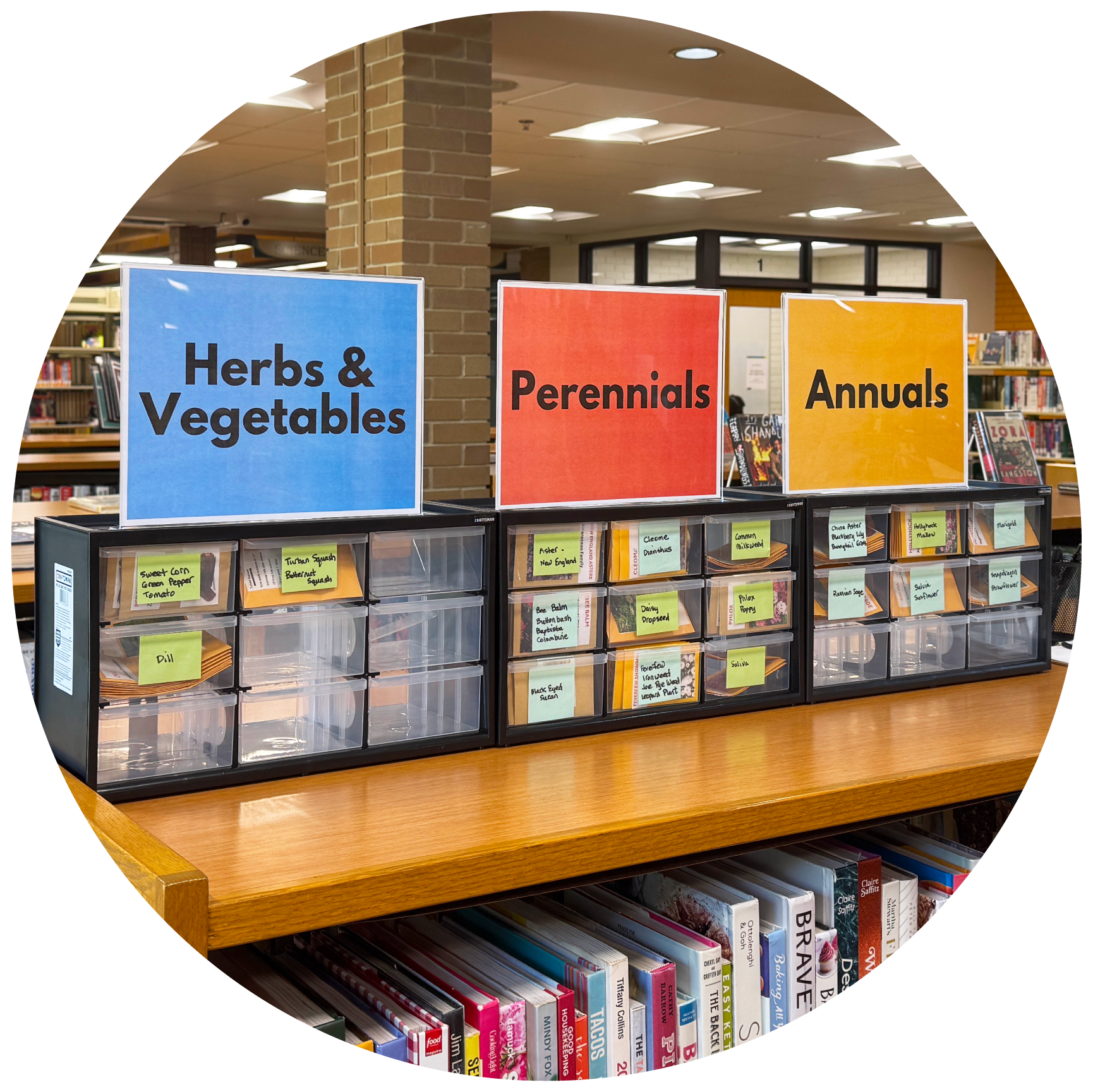 A photo of the seed cases in the library's adult services department