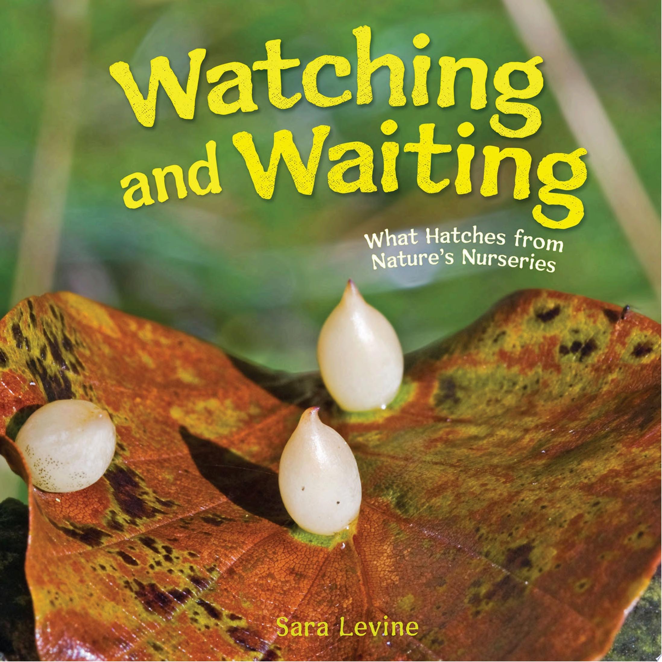 "Watching and Waiting" by Sara Levine