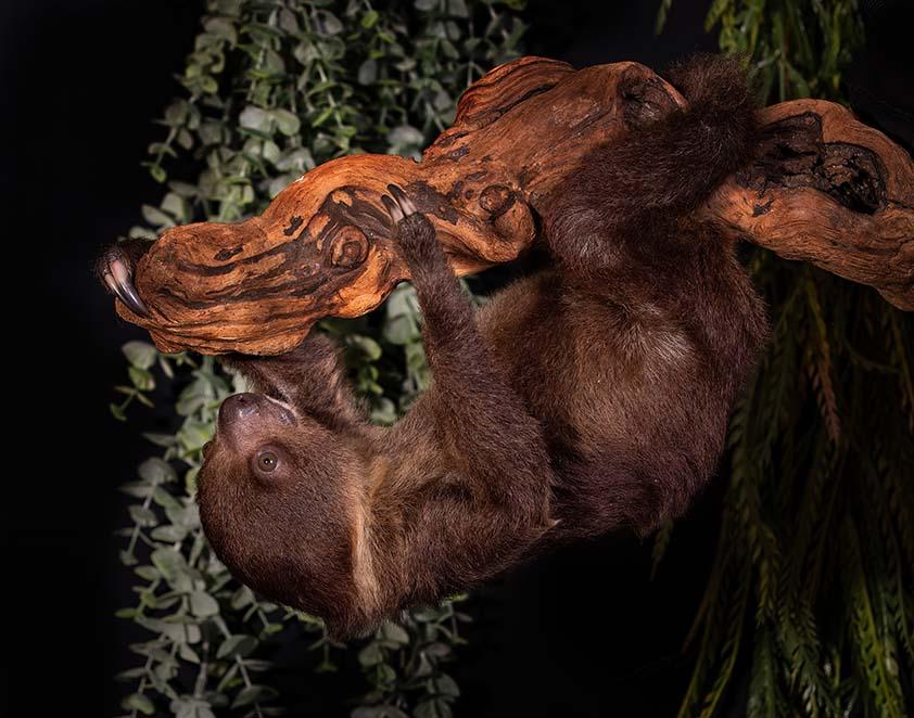 Rico the two-toed sloth hanging upside down from a branch.