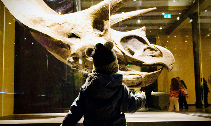 Young boy looking at a dinosaur skeleton